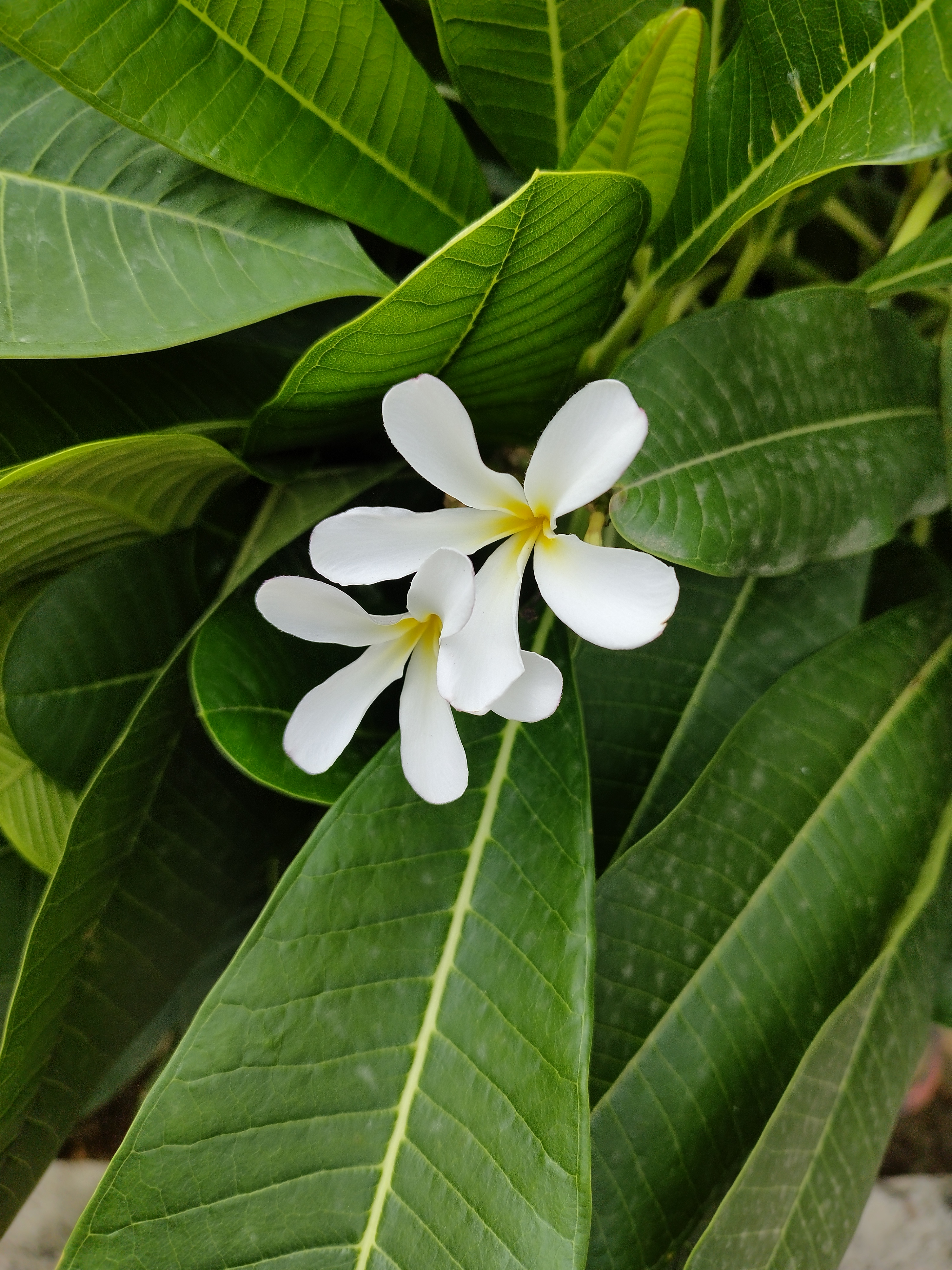 Plant and flower photograph
