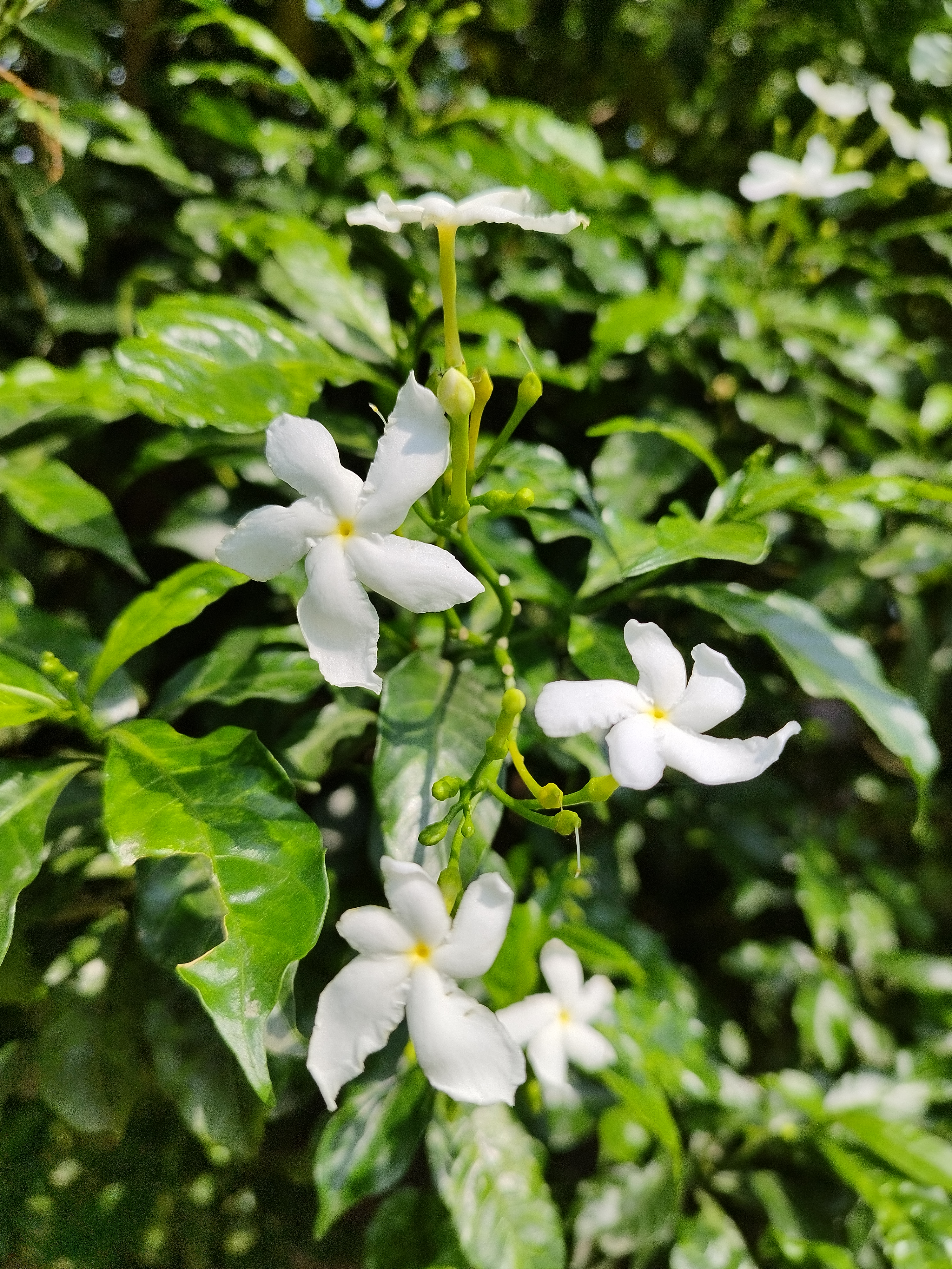Flower photograph