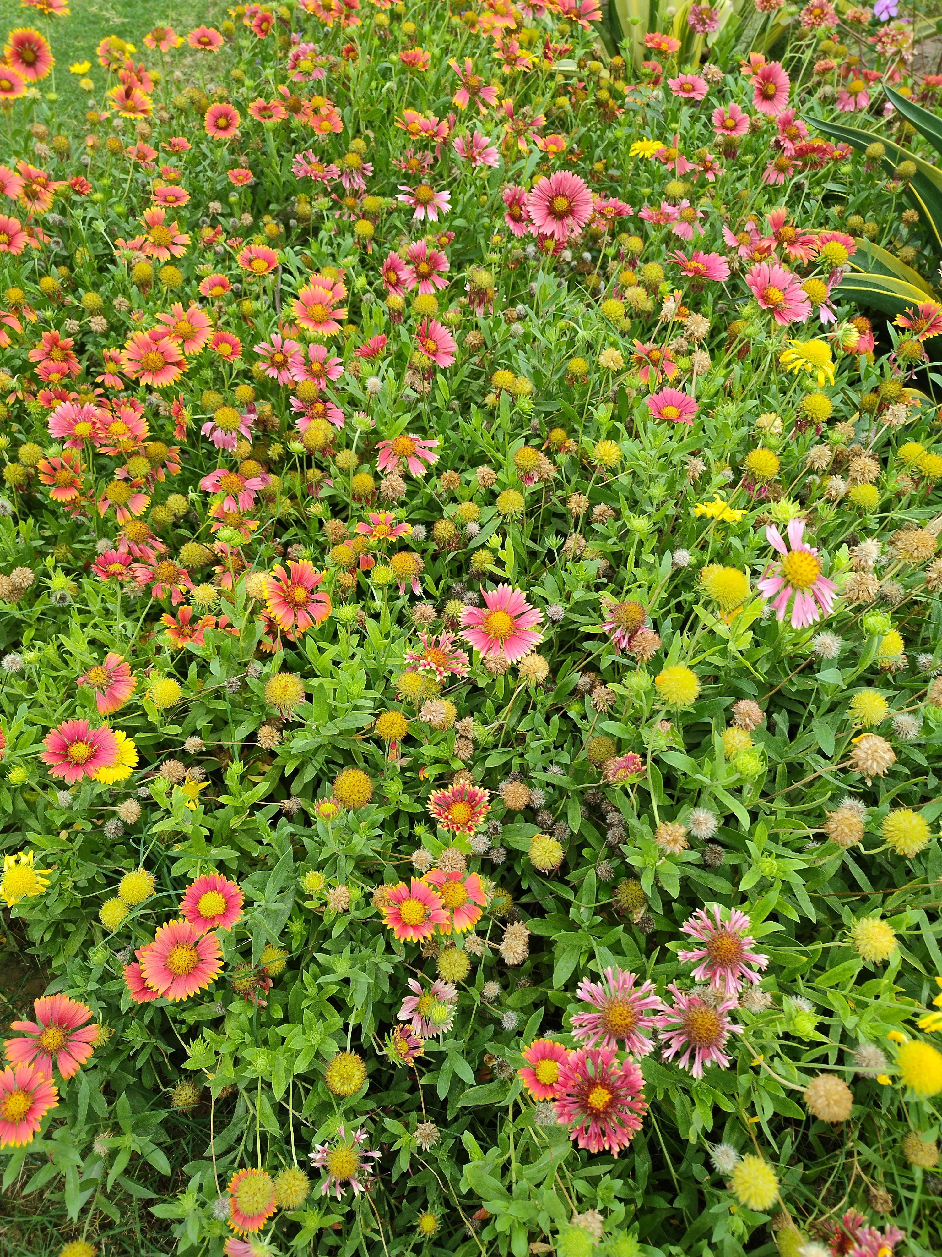 Flower photograph