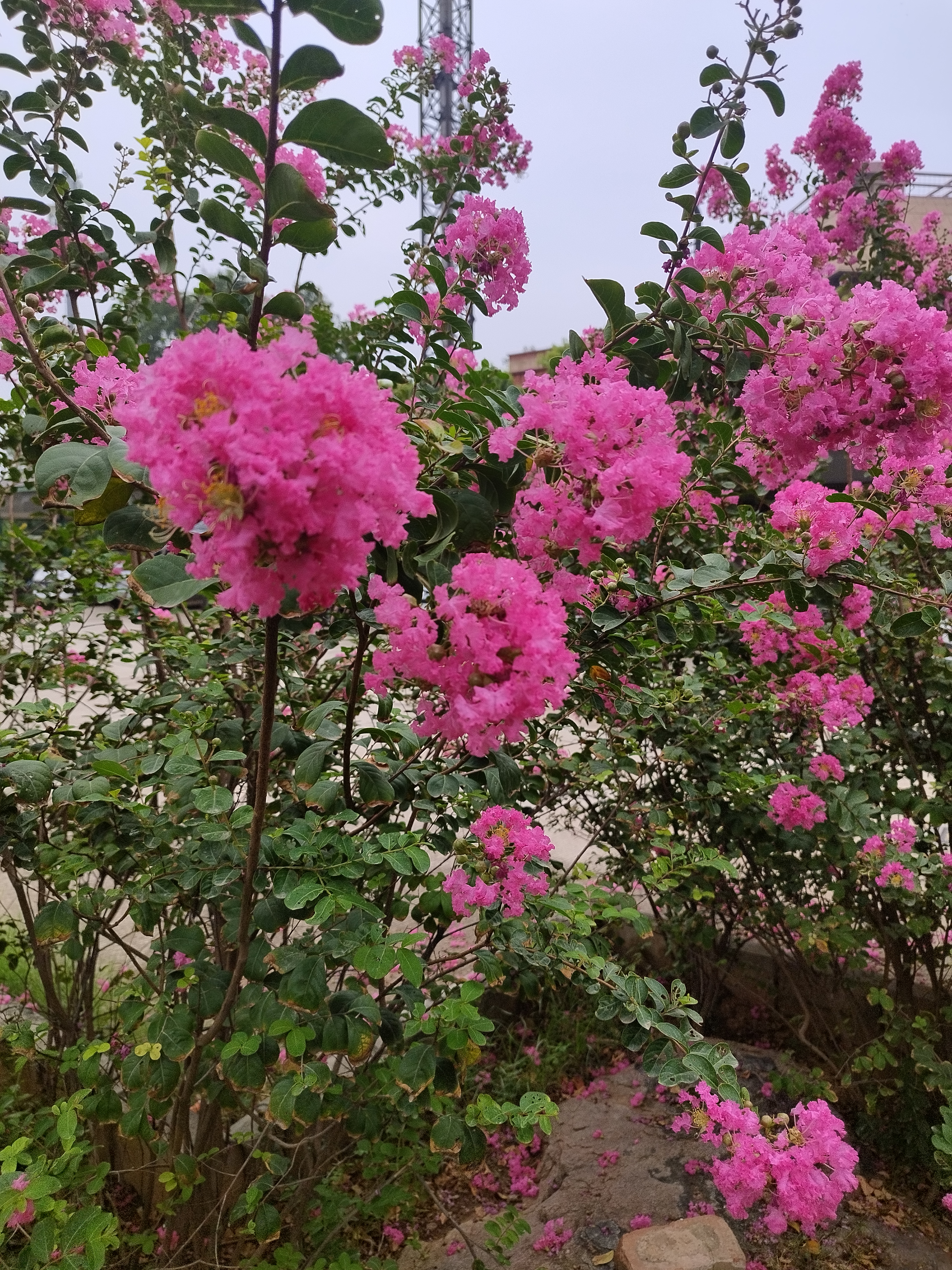 Flower photograph