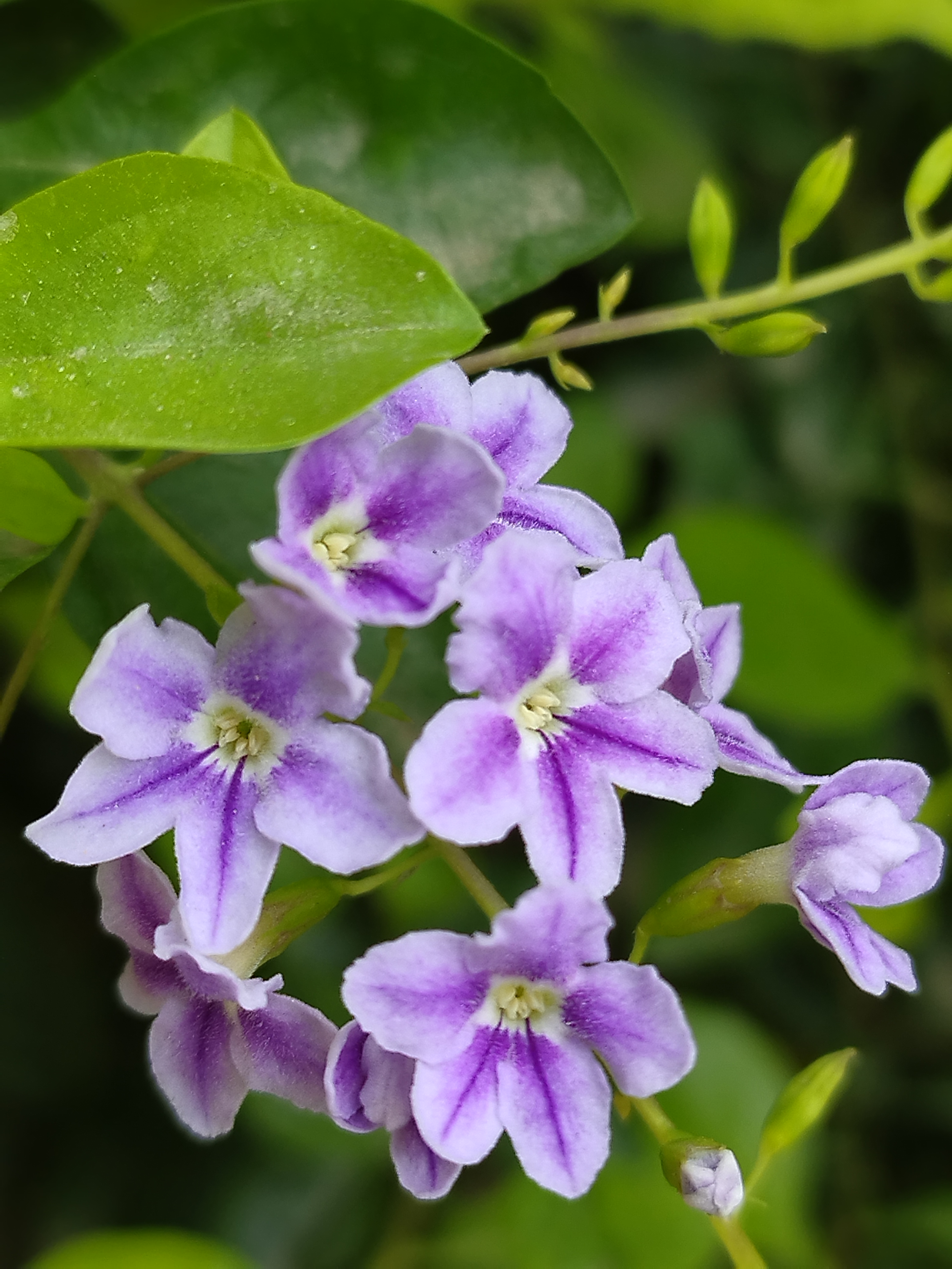 Flower photograph