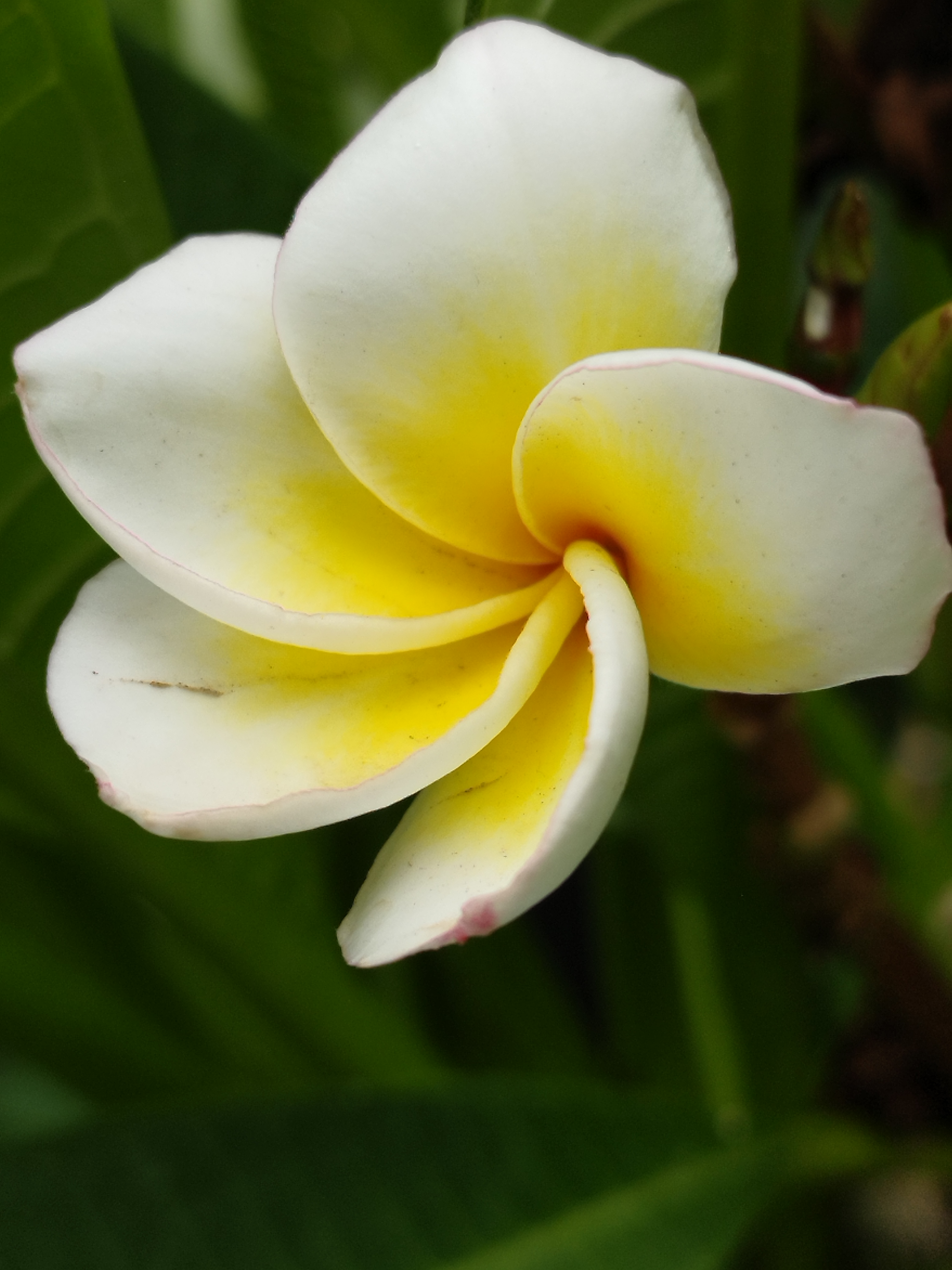 Flower photograph