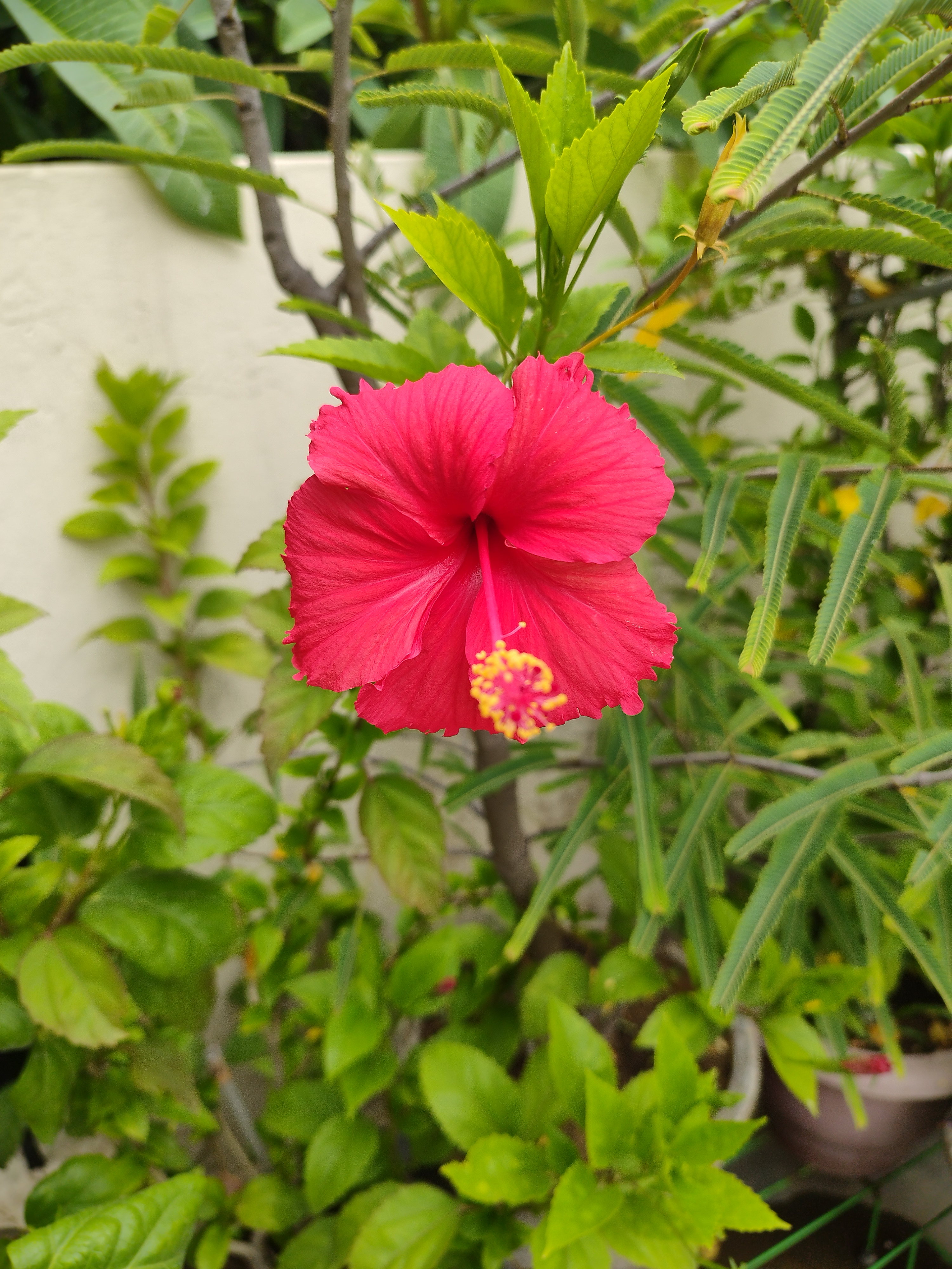 Flower photograph