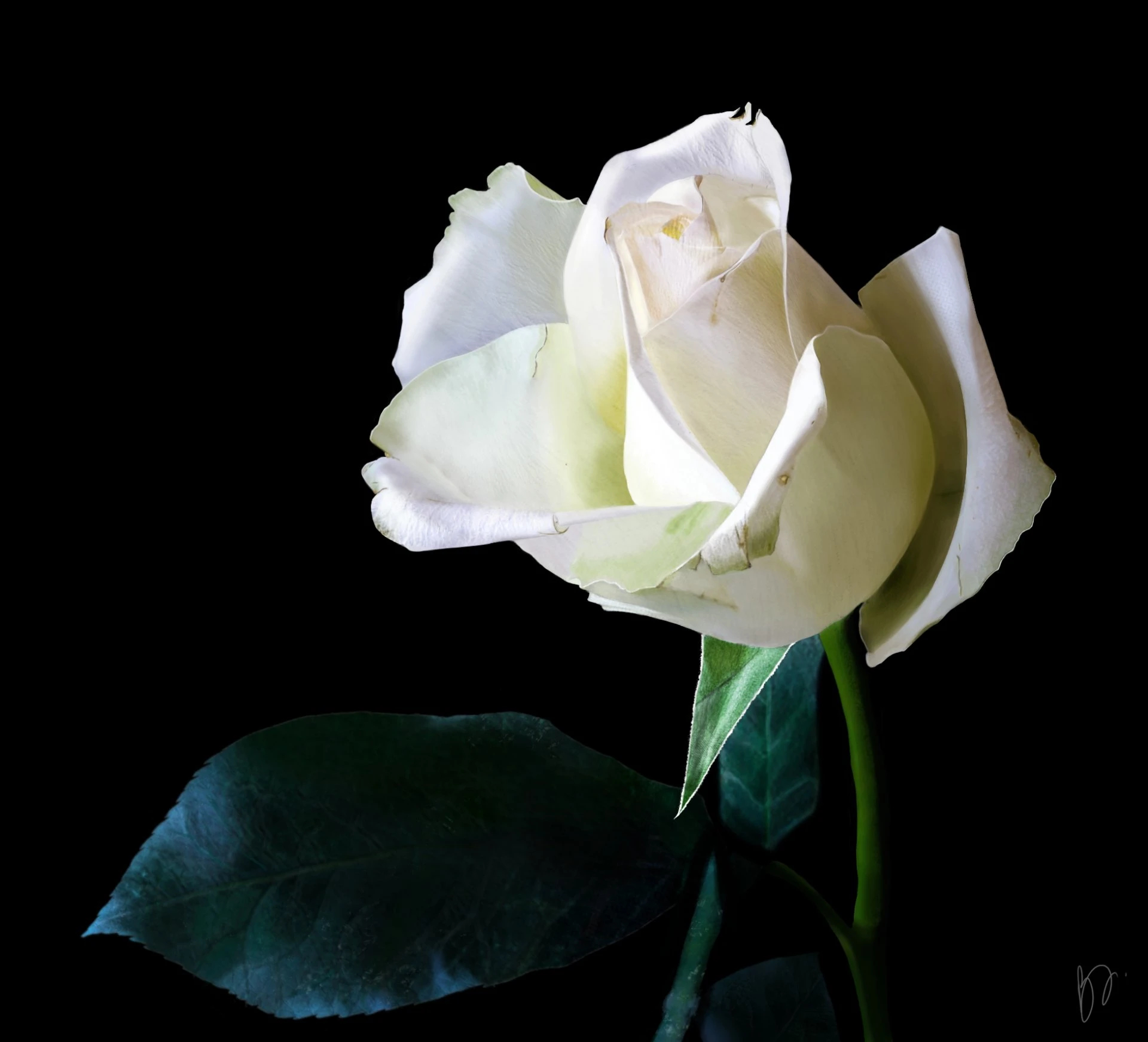 White rose
