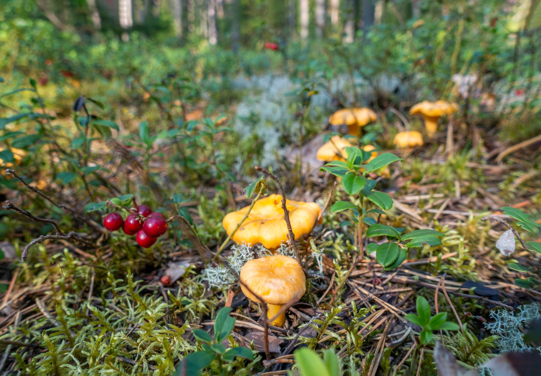 5 Health Benefits of Mushrooms