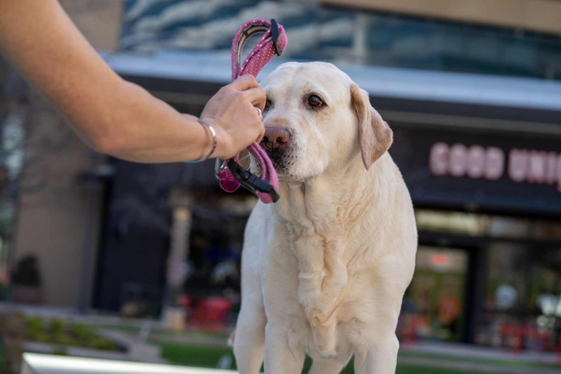 Better place to wash your dog found
