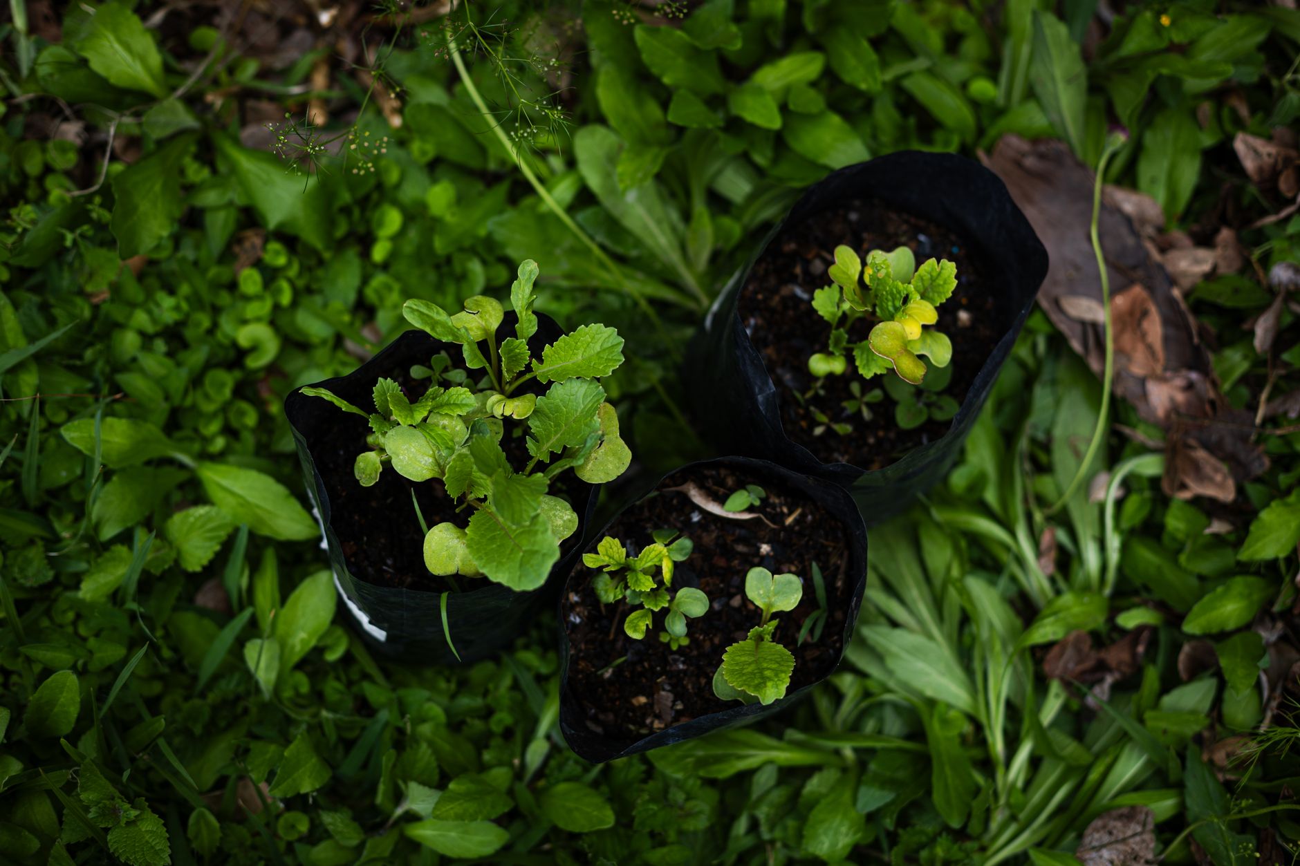 Water Plants with Ziplock Bag Trick