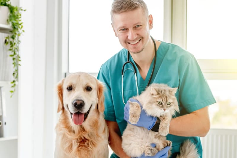 On the Evidence for Veterinary Acupuncture: An Interview With a Veterinary Technician