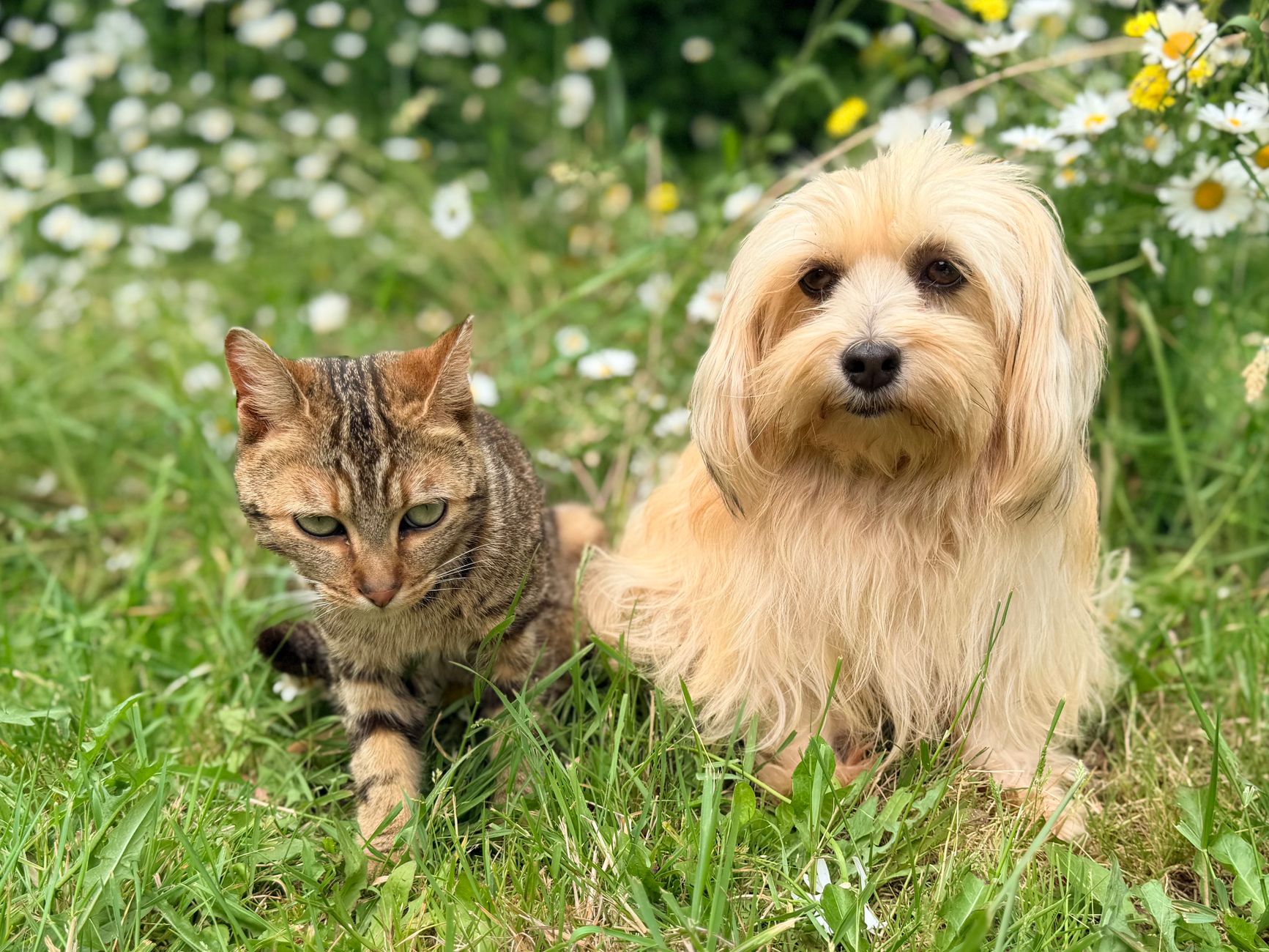 Is Lemon Safe for Dogs and Cats