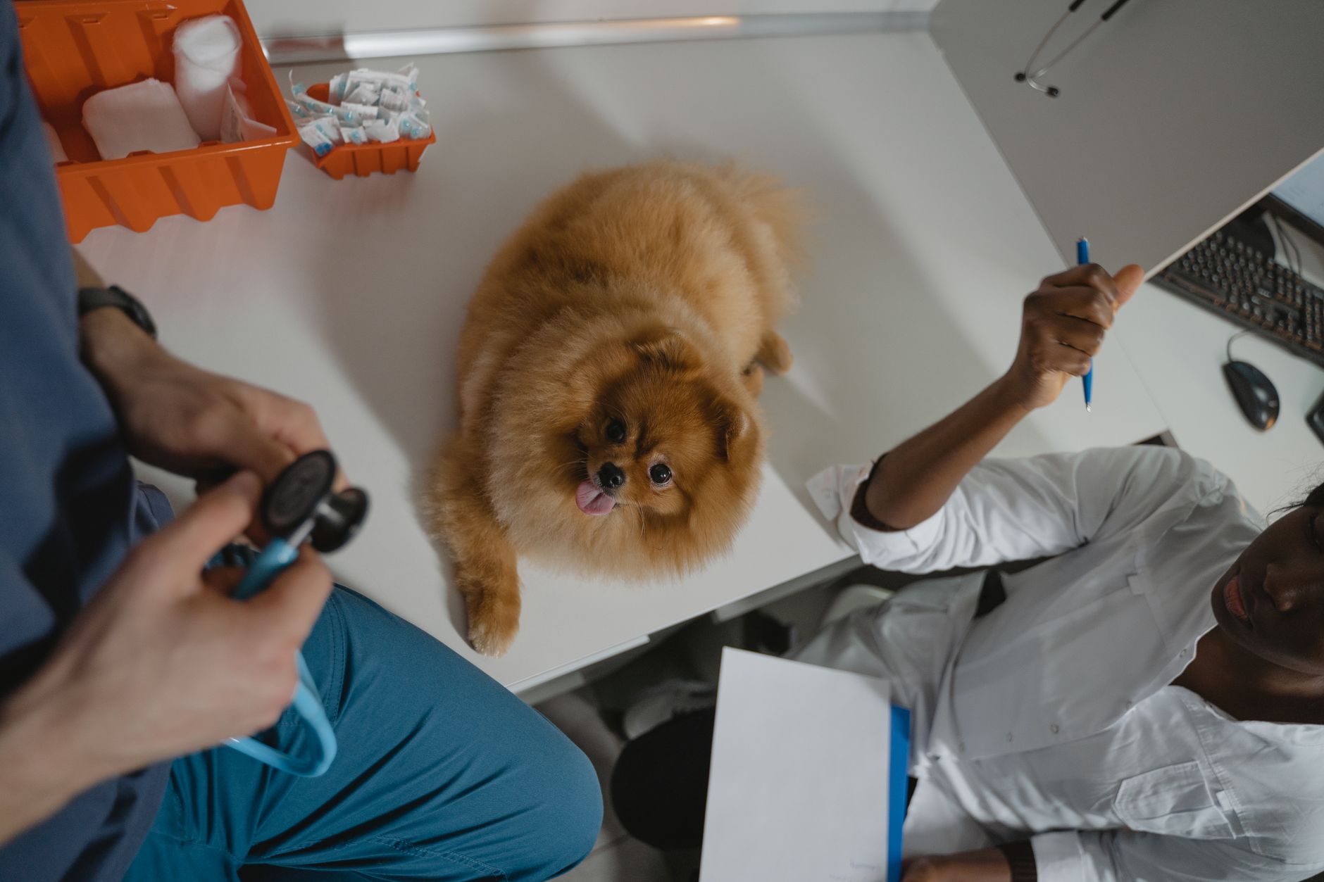 Veterinarians warn of hidden pet eye emergencies