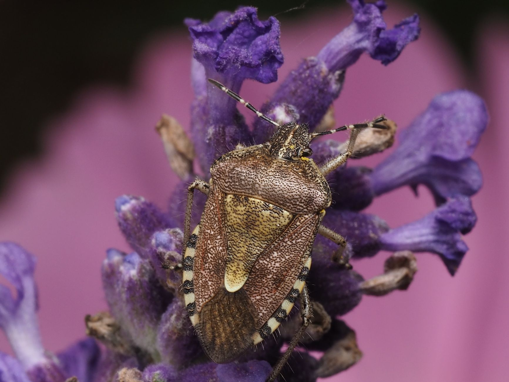 5 Garden Mistakes Attracting Pests