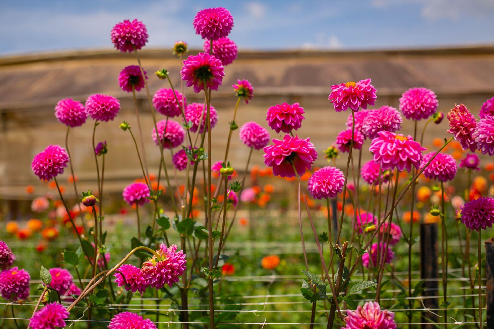 Dahlias in bloom at High Hampton Inn