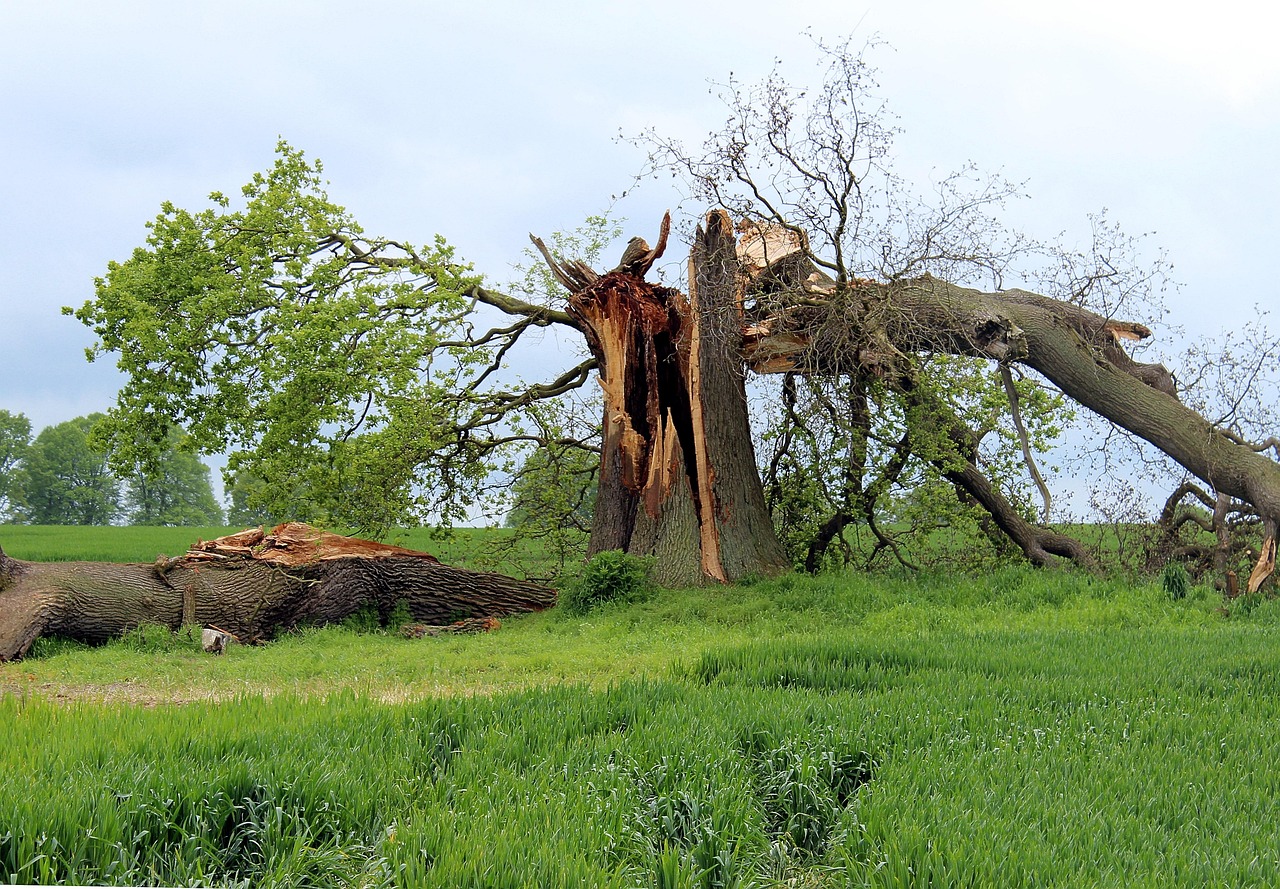 Storm Damage in St. Petersburg? Here’s How to Get the Most Out of Your Insurance Payout