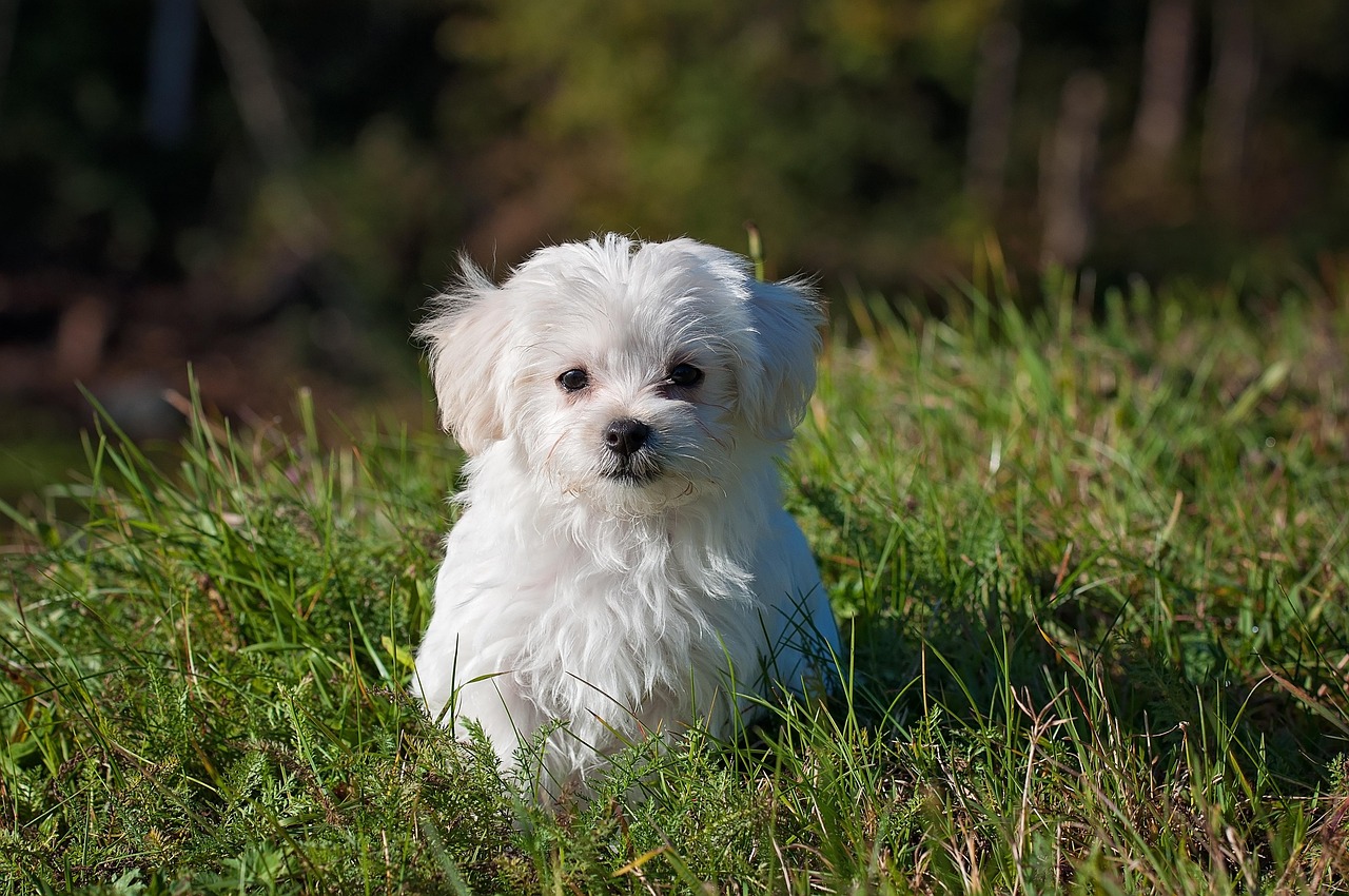 Shorter dog strides linked to cognitive decline