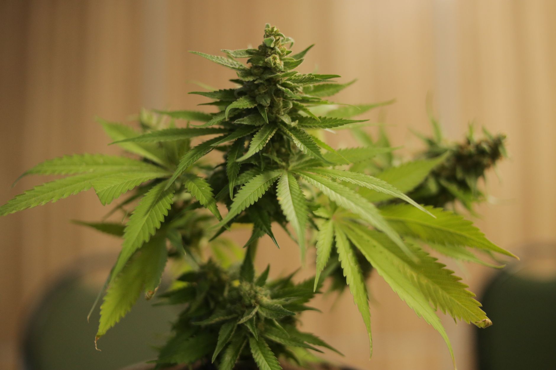 Suit Over Pot Advertising Ban Goes Back to Question of Legality