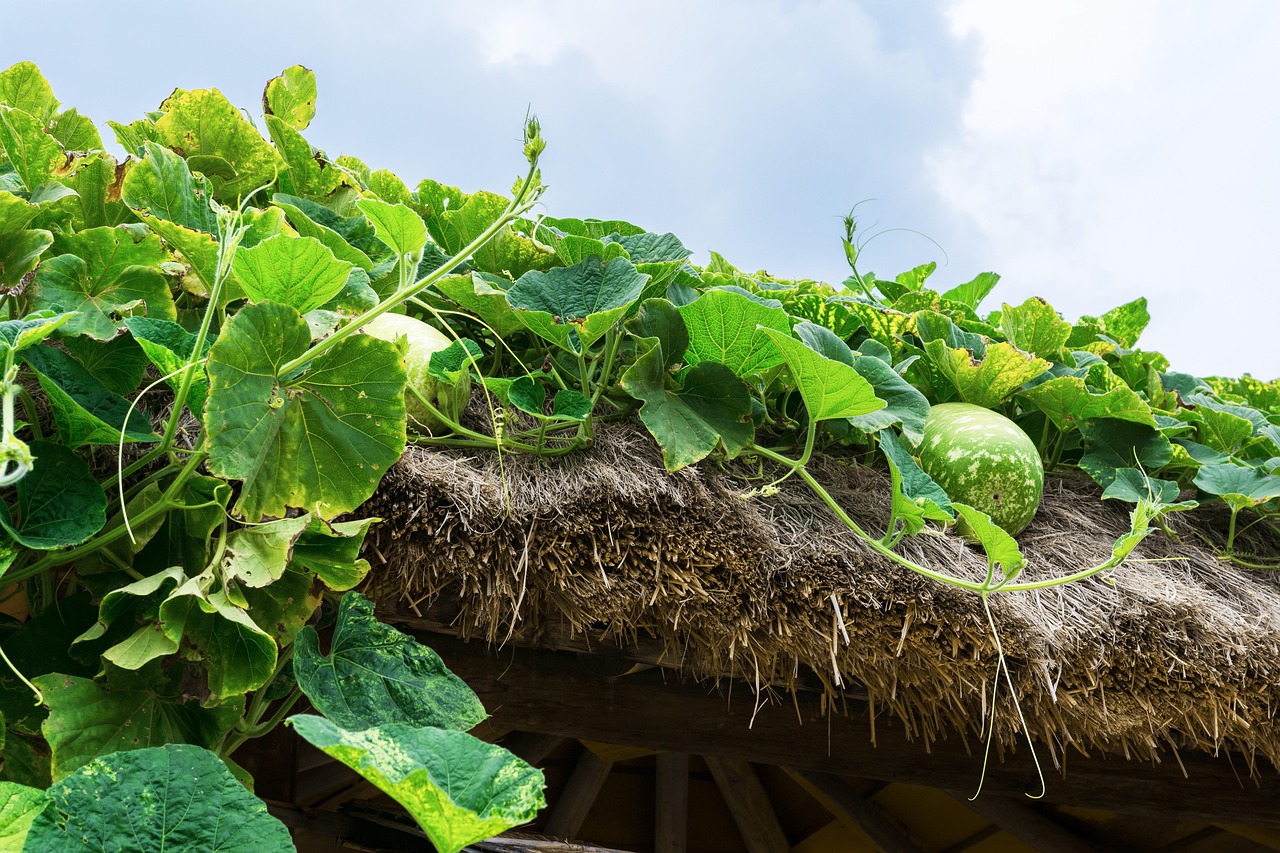7 Benefits You Will Get If You Consume Ginseng Every Day