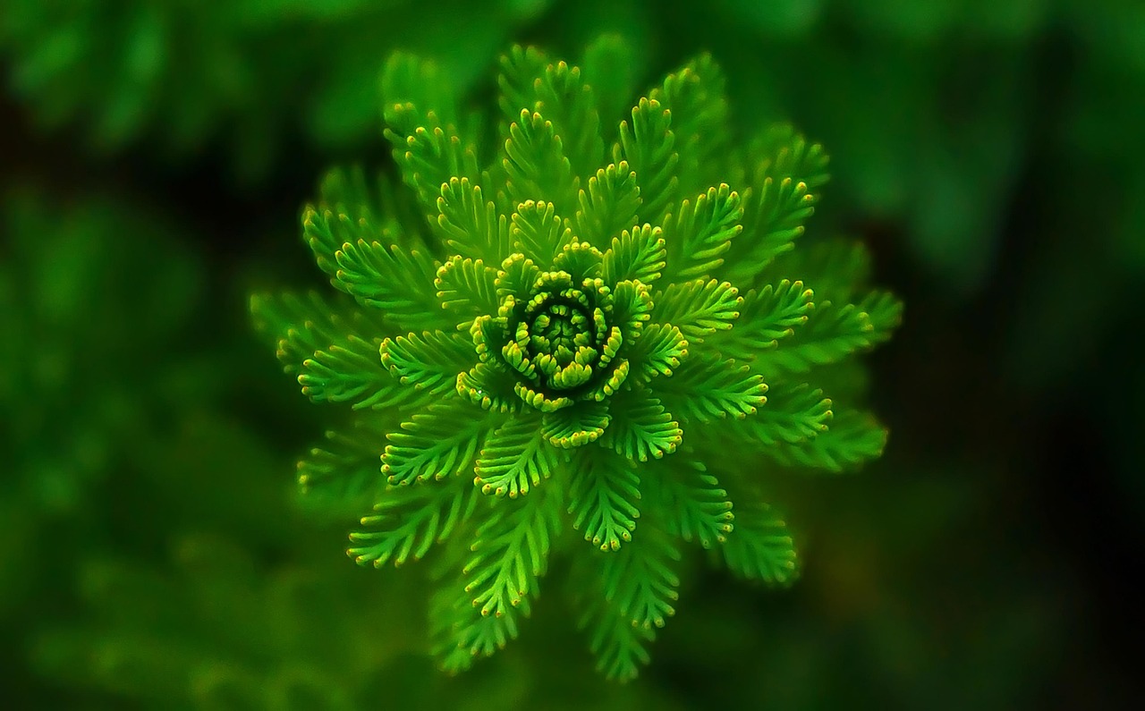 Manchester Jewelers Offer Eco-Friendly Options: Lab-Grown Diamonds Take Center Stage