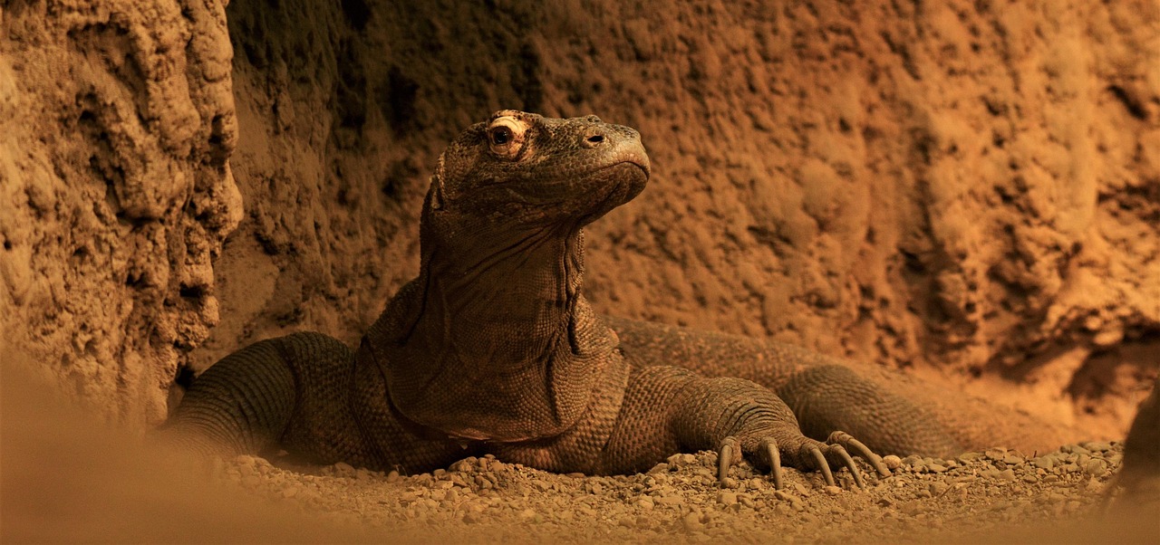 A Complete Guide to Komodo Adventures with KomodoTripFromLombok.com