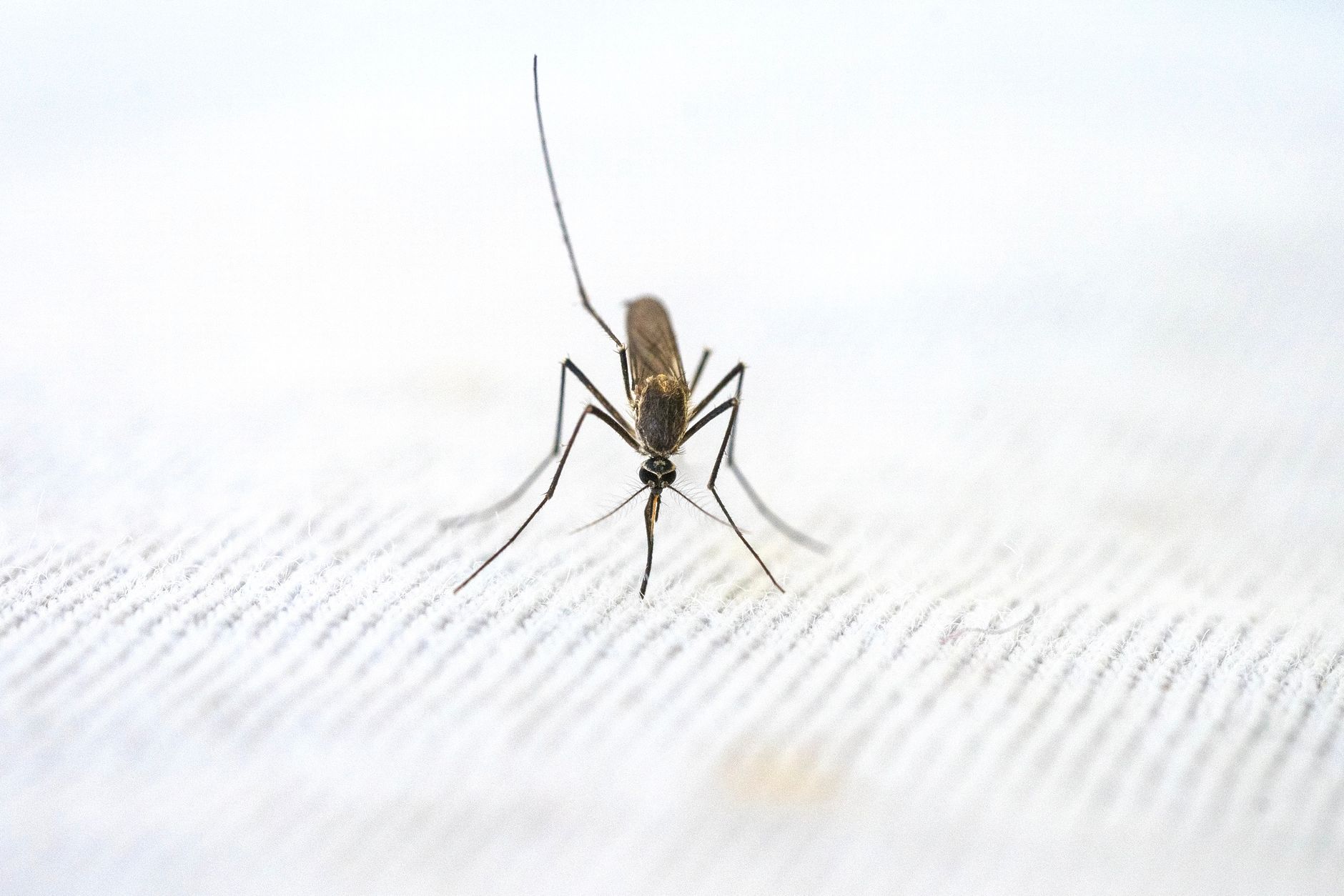 7 Diseases That Can Be Transmitted By Mosquito Bites
