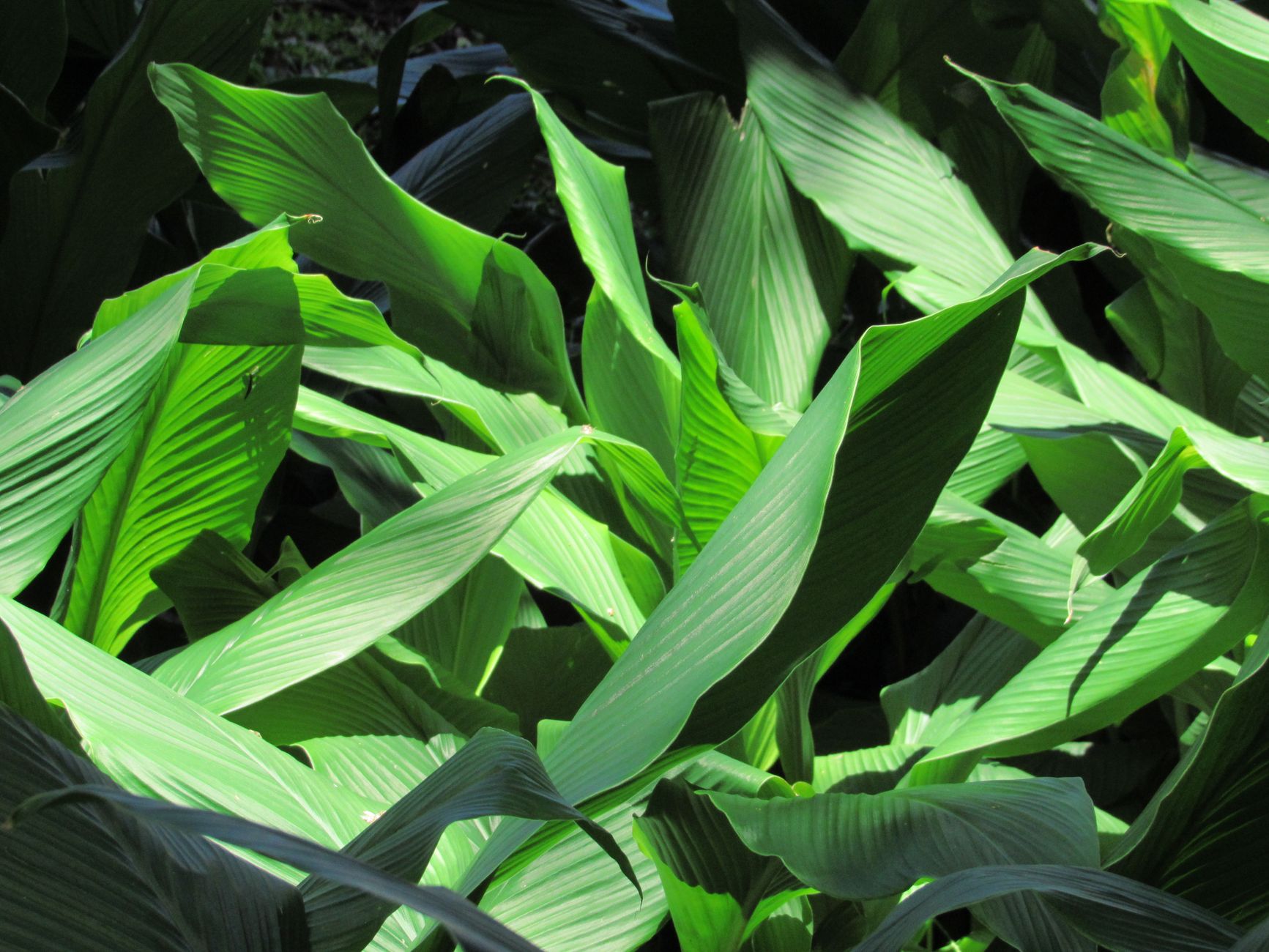 To Make the House Cooler, Plant These 5 Shady Trees