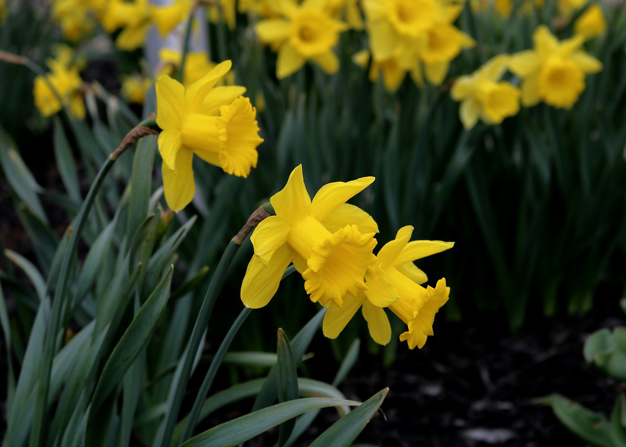 Amazing Longest Lasting Flowers