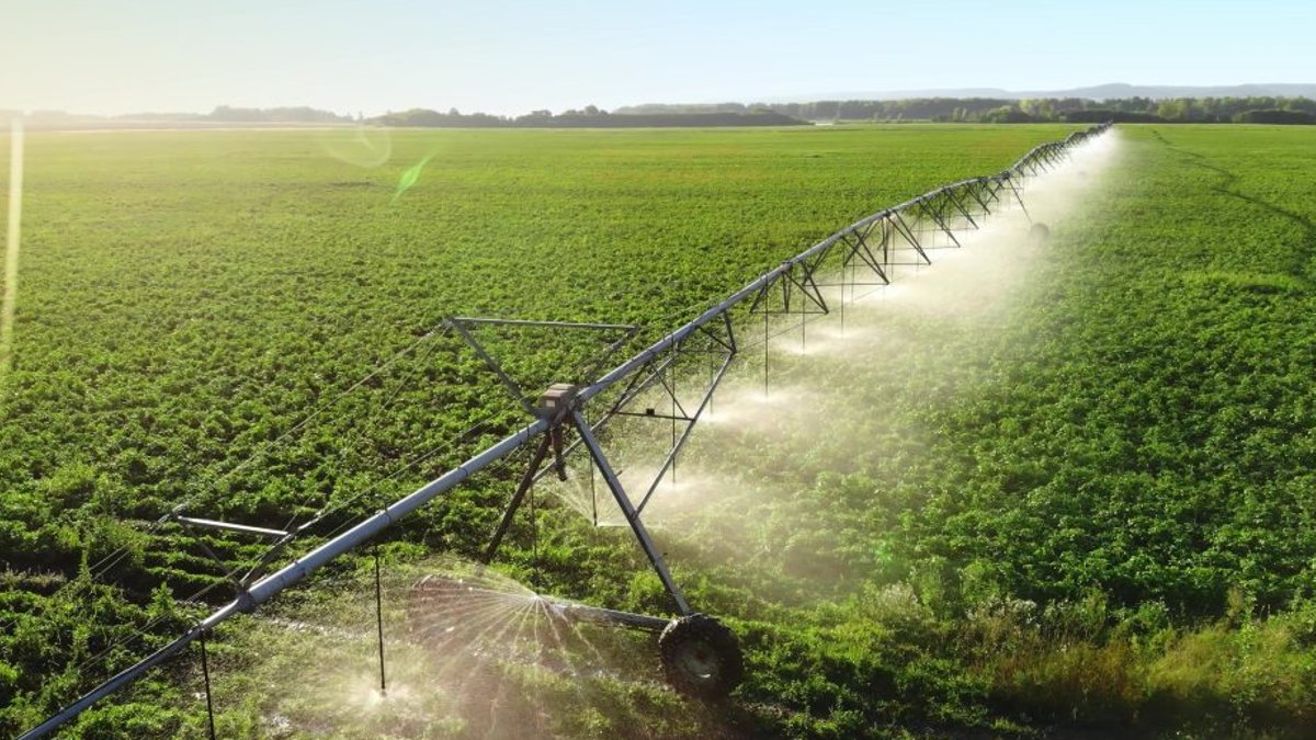 UK potato prices jump as heatwave hits crops - potato prices