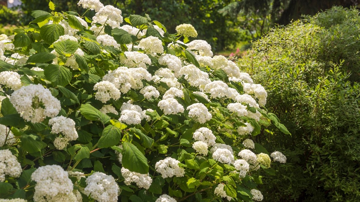 Growing Better Hydrangeas at Home
