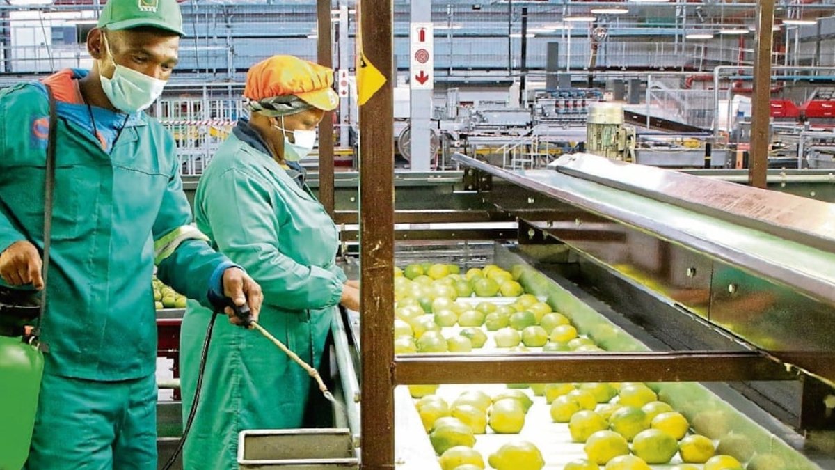 India lifts ban on SA citrus imports - south africa citrus