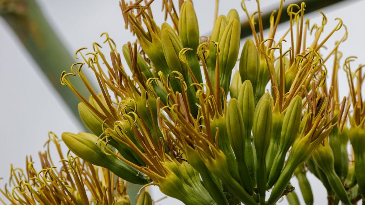 Rare 'death bloom' taller than giraffe breaks greenhouse ceiling - agave bloom
