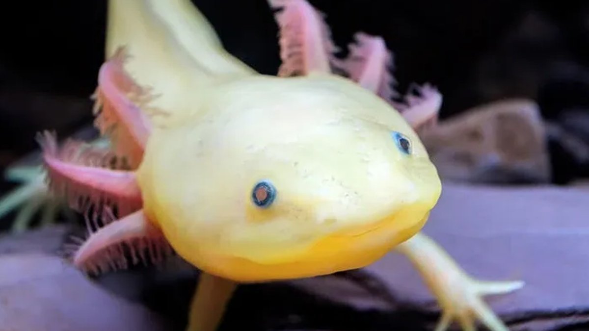 Aquarium Pets Offer Hidden Health Benefits - aquarium pets