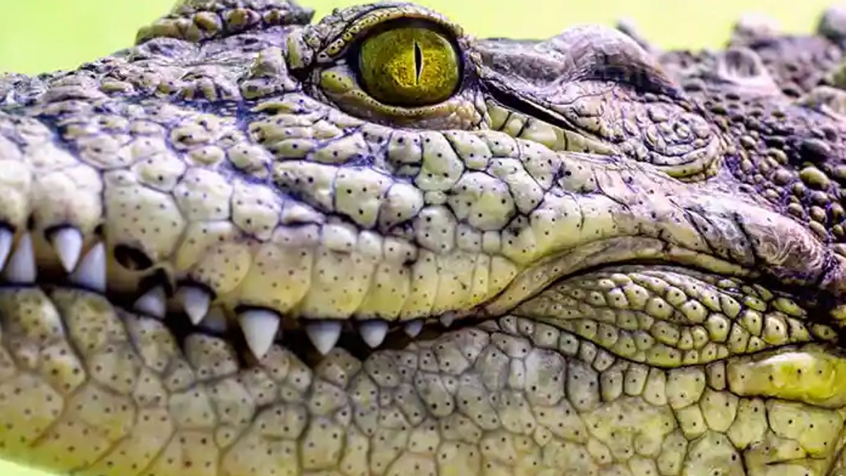 Crocodiles have perfect ambush vision - ambush vision