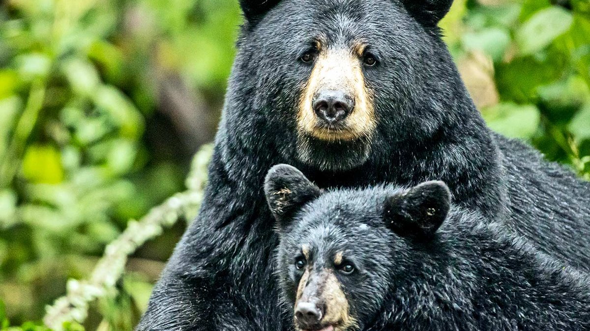 Scientists find what triggers bear hibernation Scientists find what triggers bear hibernation - bear hibernation