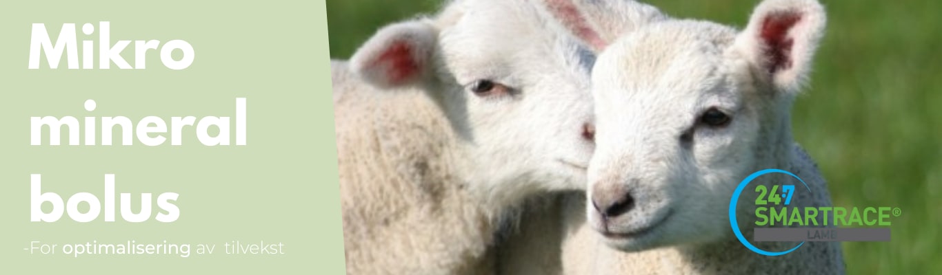 Smartrace Lamb 25