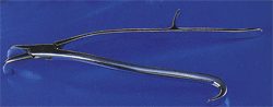 Tanntang Underkjeve Reynolds 36 cm