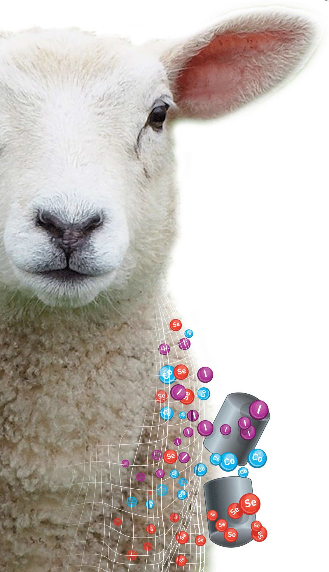 Smartrace Lamb 25