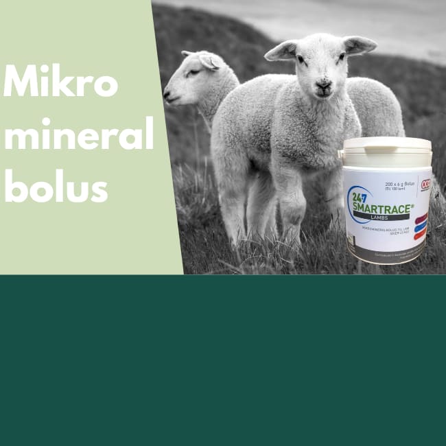 Lam på beitet trenger også mikromineraler