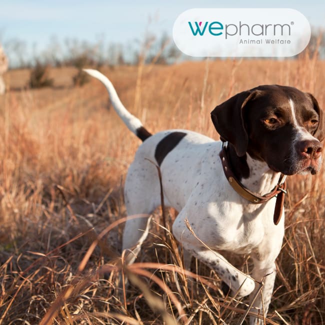WeJoint Plus Kampanje