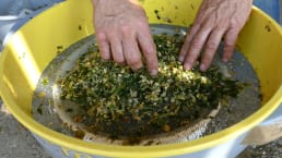 Digestion et conservation : les clés pour réussir son ensilage de maïs