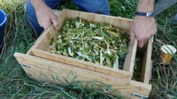 Maïs dans une cagette