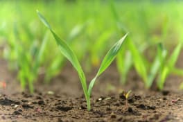 Désherbage d’automne des céréales :  quelle stratégie ?