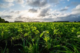 Les CIPAN (cultures intermédiaires pièges à nitrates) 