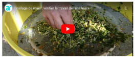 Ensilage de maïs : vérifier le travail de l'ensileuse