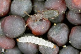 sylvain et sa larve dans grains stockés