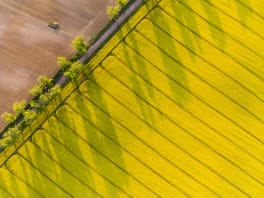 Label Bas Carbone Grandes Cultures : mesurer l’intérêt de chaque levier et évaluer le rôle du colza
