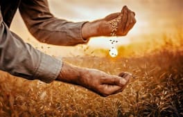Les bénéfices d'une fertilisation équilibrée