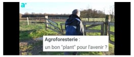 Agroforesterie, un bon plant