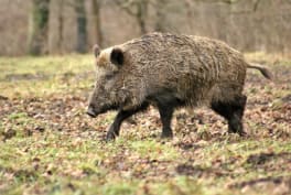 AgriProTech propose une solution pour limiter les dégâts de grands gibiers