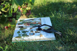 Reconnaître les maladies de la vigne pour mieux les traiter