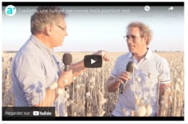 Vidéo youtube L'oeillette une culture méconnue