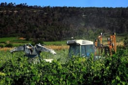 La météo, facteur clé dans l’apparition des maladies au sein des vignobles